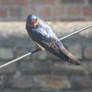 The Barn Swallow