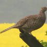 Female pheasant