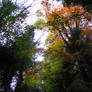 Autumn path 3