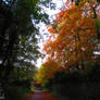 Autumn path 4