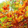 Shades of autumn 11