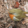 Robin red breast