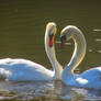 Smitten swans