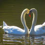 Smitten swans