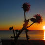 Tango of the thistles