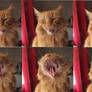 Yawning shots