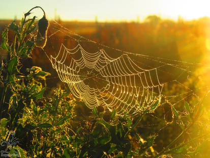 Webbed light