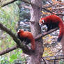 Red panda 1