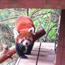 Red panda 2