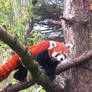 Red panda 3