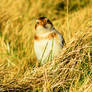 Snow bunting 2