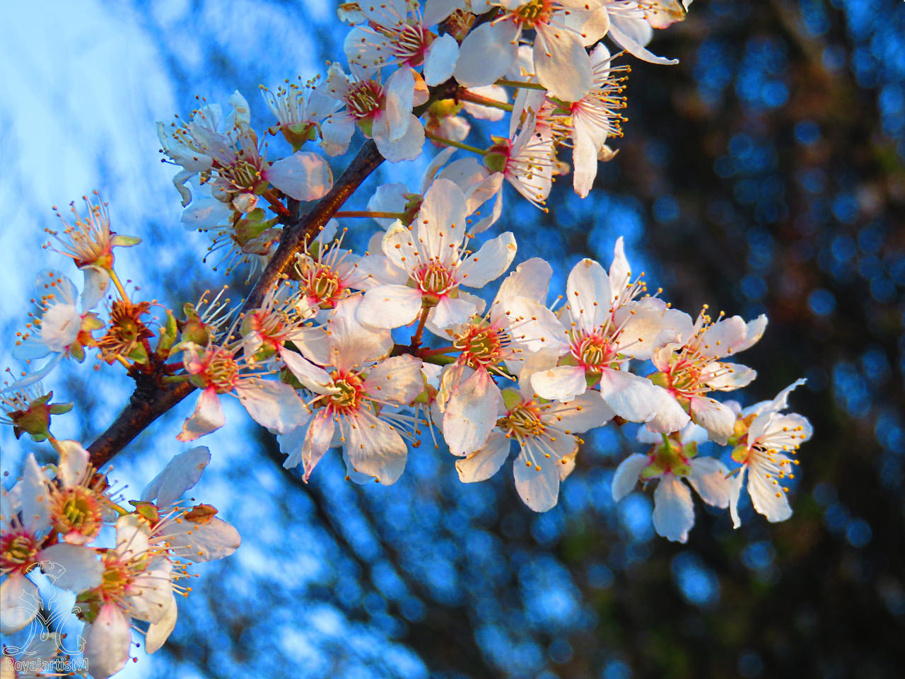 The arrival of Spring by RoyalArtist91 on DeviantArt