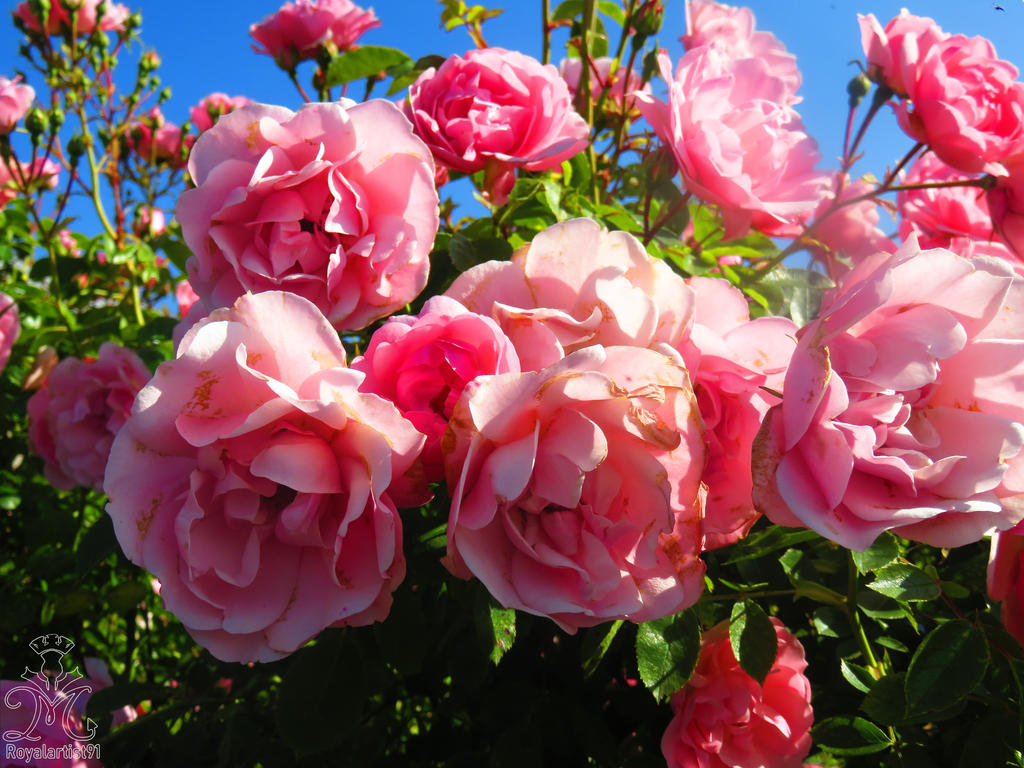 Pink Roses Creations Pink roses by RoyalArtist91 on DeviantArt