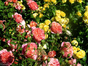 in the Rose garden