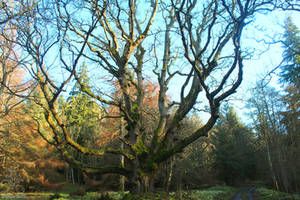 Ancient oak