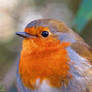 Robin closeup