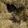 Inside the Hay Stack