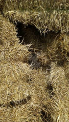 Inside the Hay Stack