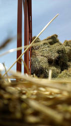 Hello Hay Bales