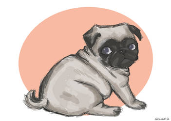 Pug