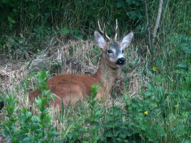 whispers in the woods 1