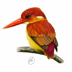 Kingfisher-rufous-backed