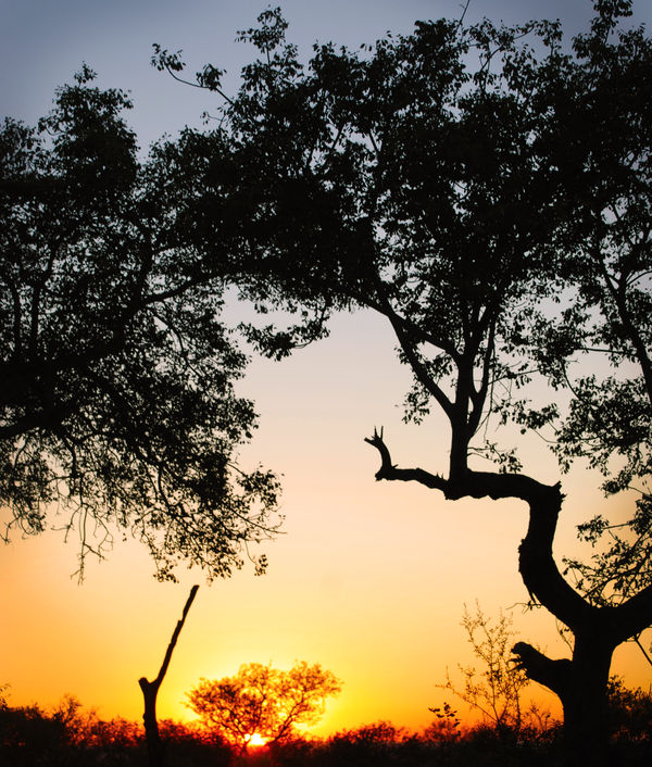 African Sunset