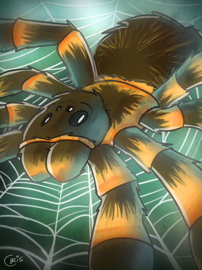 Tarantula Deviantart Tarantula by Chris-Artz on DeviantArt