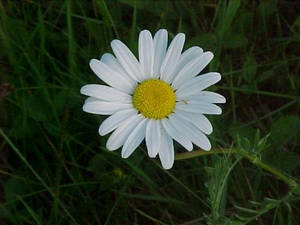 Daisy