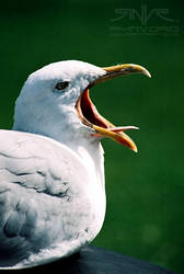 Gull Squeak