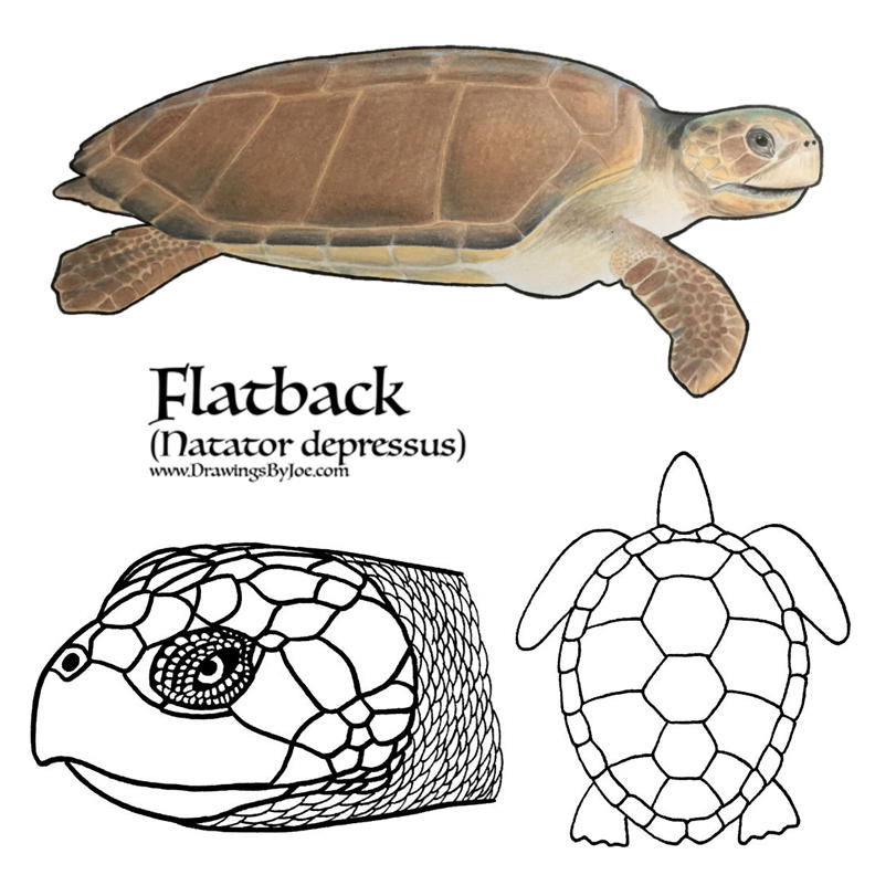 Flatback Sea Turtle by artworkbyjoe on DeviantArt