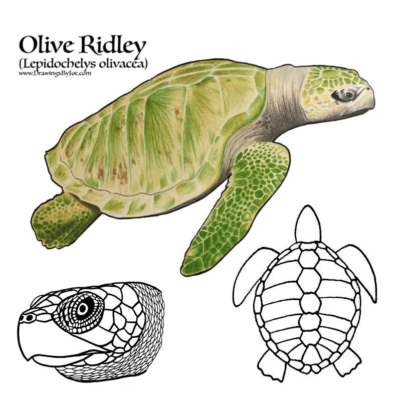 Olive Ridley Sea Turtle by artworkbyjoe on DeviantArt