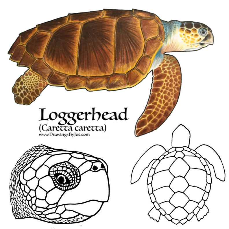 Loggerhead Sea Turtle by artworkbyjoe on DeviantArt