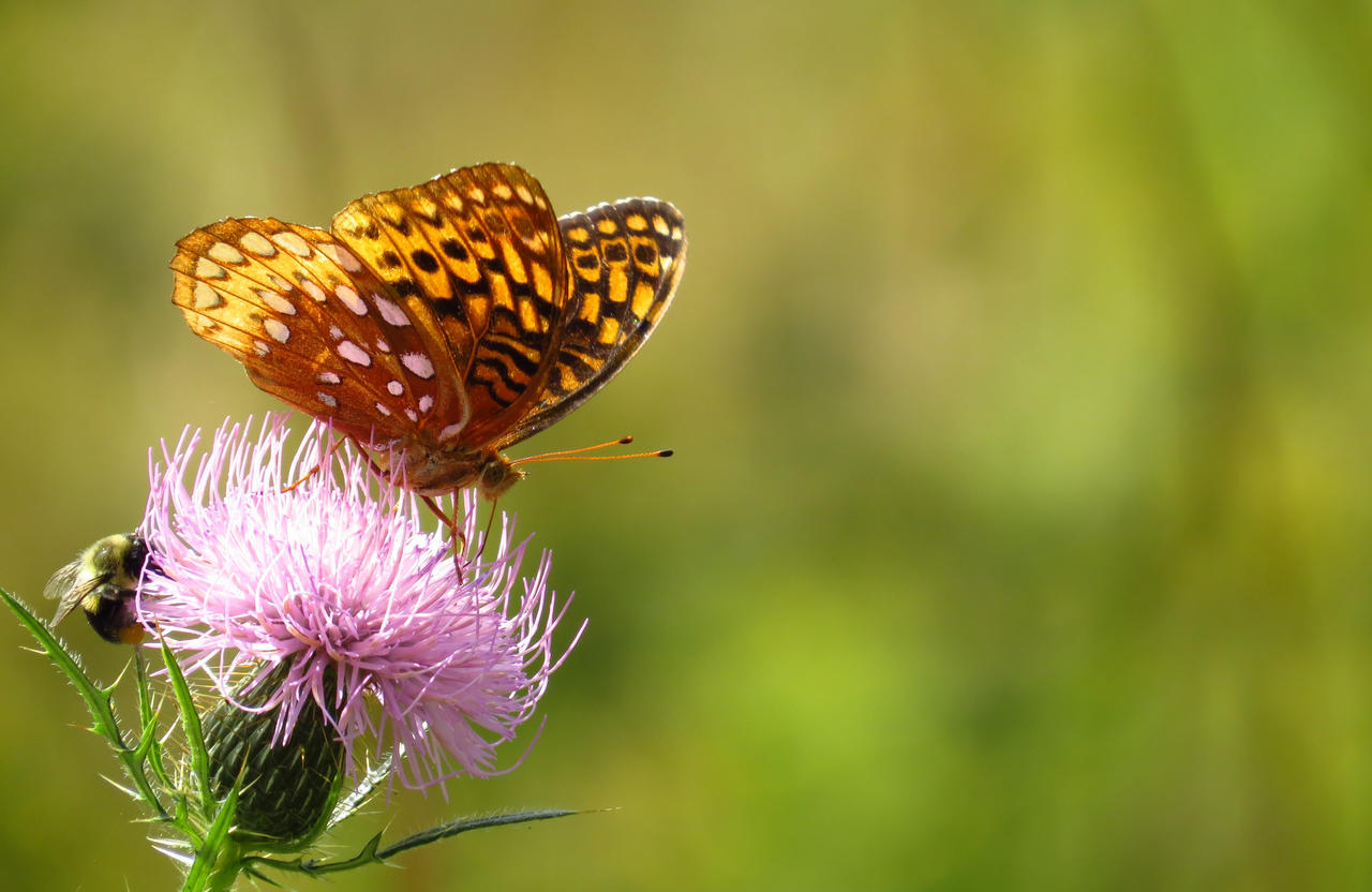 Speyeria cybele