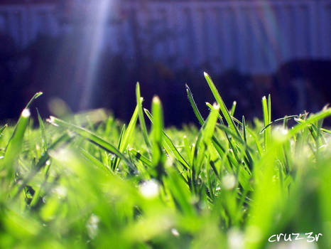 Grass Macro