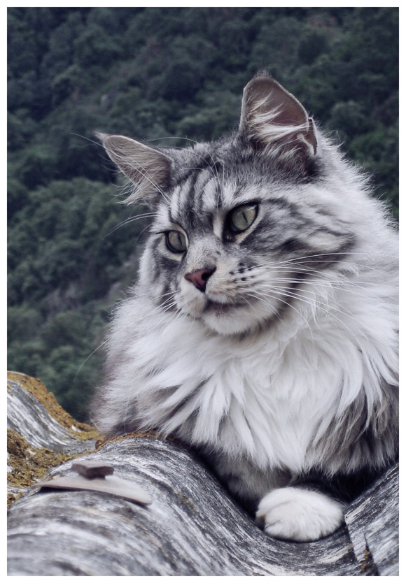 ...My maine coon..