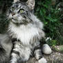 My Maine Coon ...