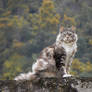 ..Maine coon en balade 3