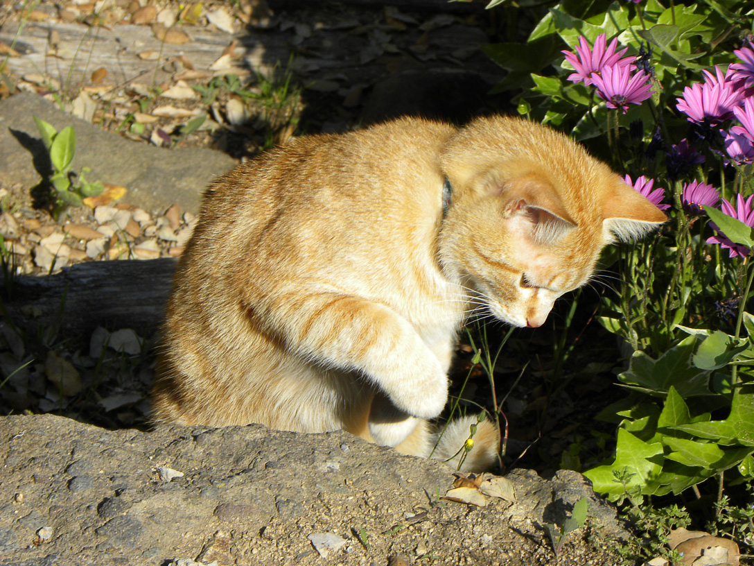 .Le chat roux