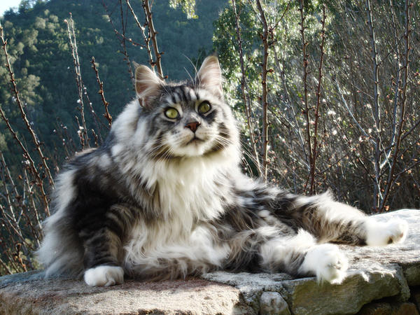 ..My Maine coon....