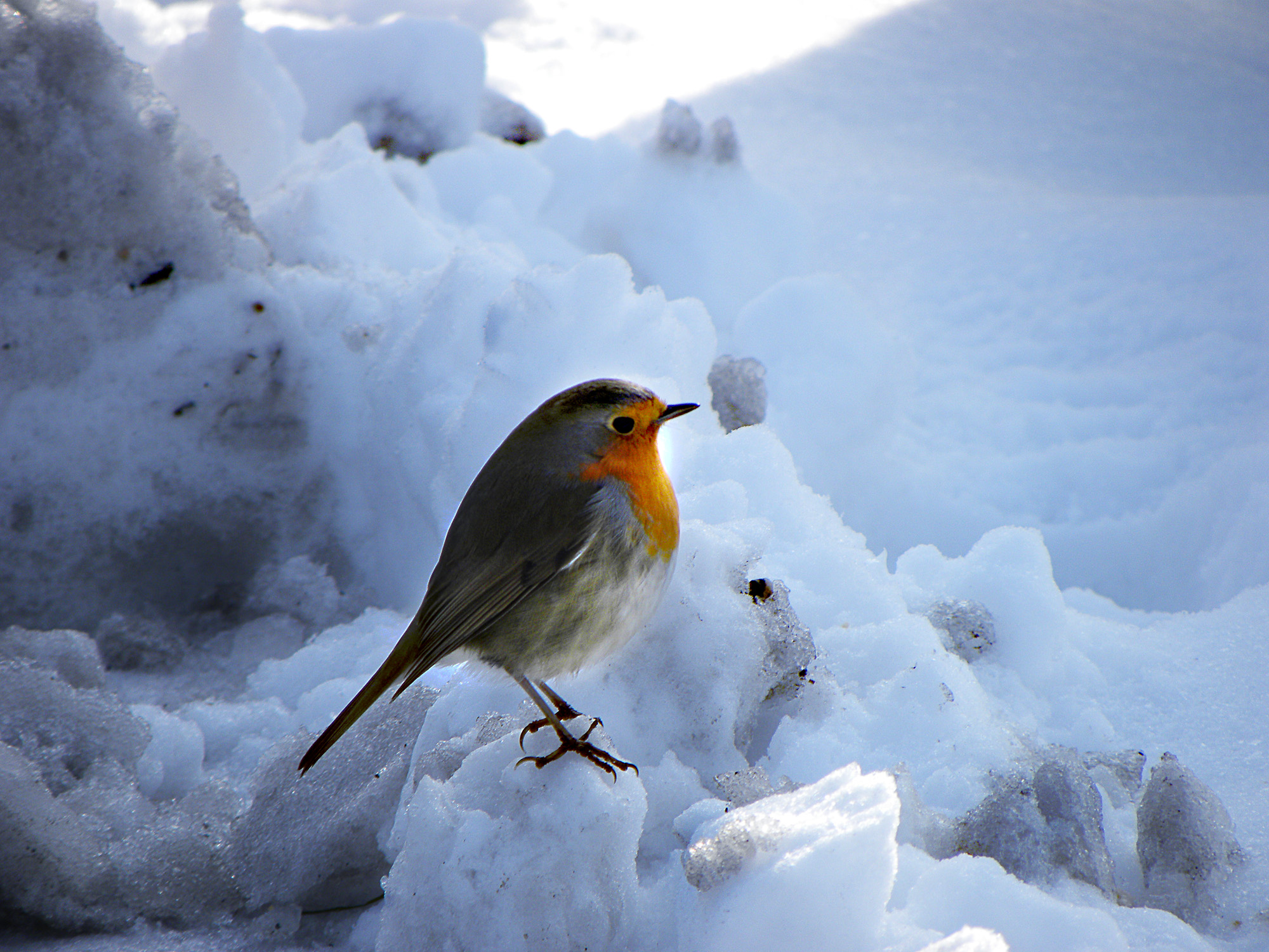 Winter bird