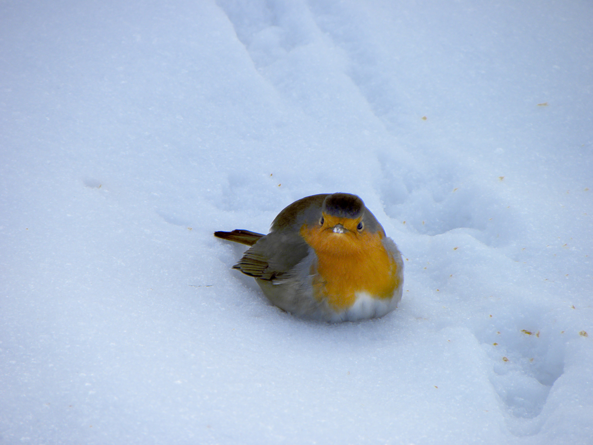 Winter bird 2