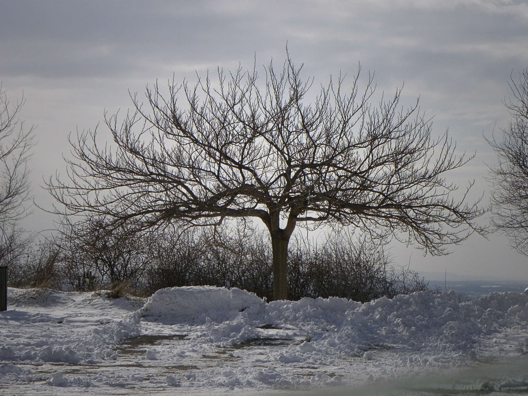 Albero.