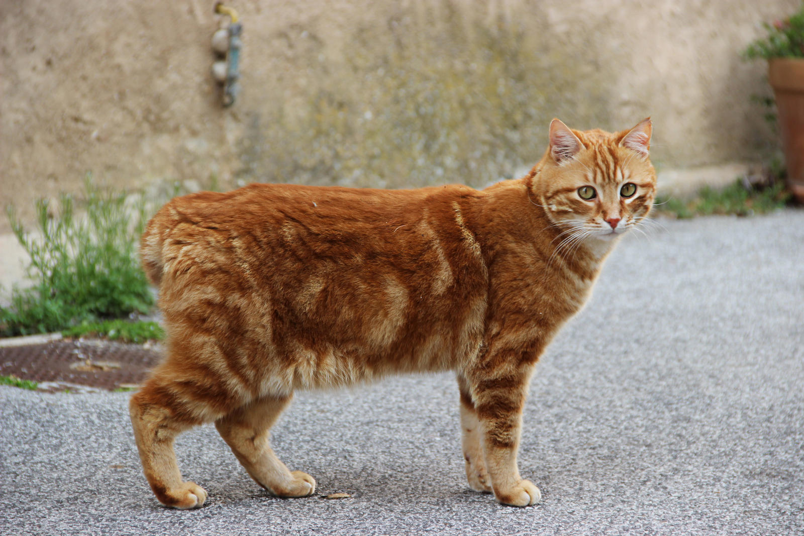 Le Chat Roux By Flore Stock On Deviantart Le Chat Roux By Flore Stock On Deviantart