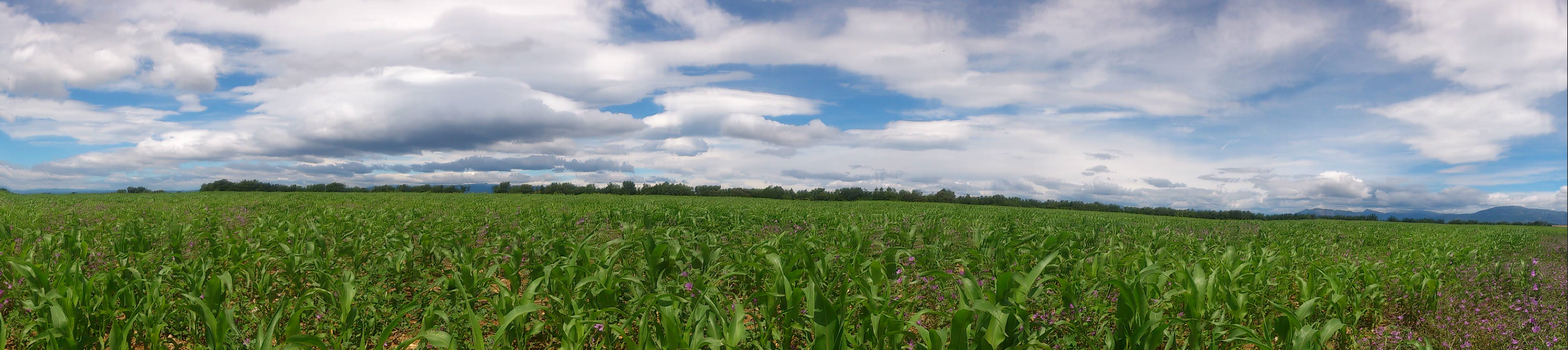 Panoramique