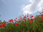 Coquelicots by Flore-stock