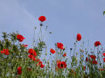 Coquelicots 3 by Flore-stock