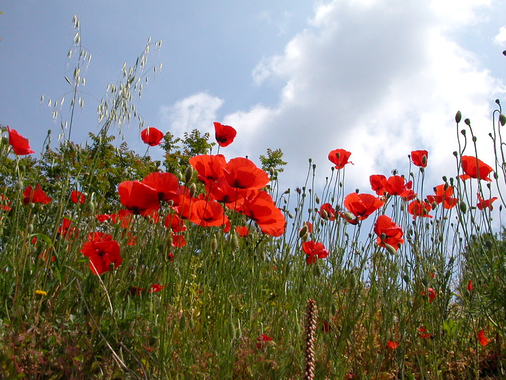 Coquelicots 4