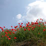 .Coquelicots.