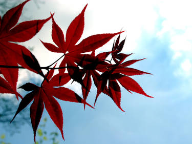 Japanese Red Maple